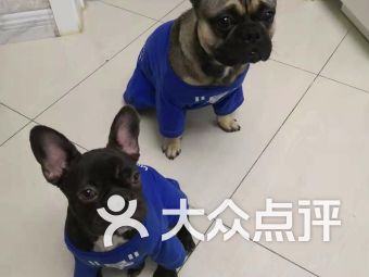 安达市宠物食品用品与宠物全运会 为爱宠打造健康生活新方式