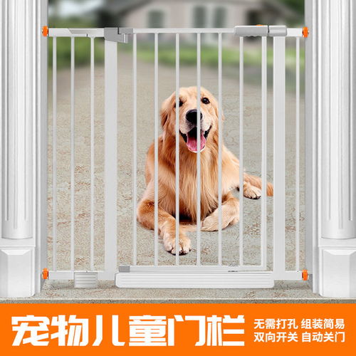 宠物全运会 如何为爱宠打造安全有趣的室内运动空间