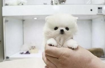 南昌精品宠物店纯种博美幼犬 品相完美，价格优惠，活力迎接宠物全运会