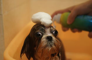 欧恩金 宠物健康洗护不二选择，助力爱宠闪耀宠物全运会