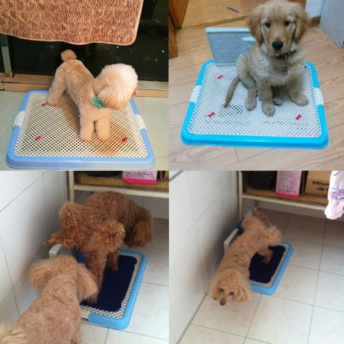 宠物全运会 金毛的专属“运动场”——大号尿盆便便器测评