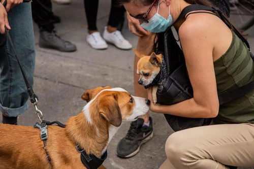 宠物食品拐点来袭 四大趋势指向增长，宠物全运会引领消费新潮