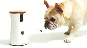 当科技邂逅萌宠 宠物全运会如何重塑我们的生活