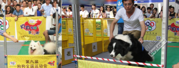 【武汉国际宠物产业博览会】大型宠物嘉年华暨宠物全运会 门票攻略与精彩亮点全解析