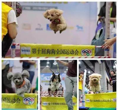 铲屎官的盛会 CPF宠博会最全攻略与亚马逊带你读懂电商宠物未来